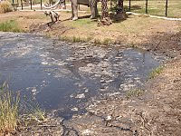 La Brea Tar Pits